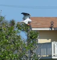 White-tailed Kite